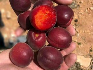 خرید نهال زردالو پوست قرمز+قیمت