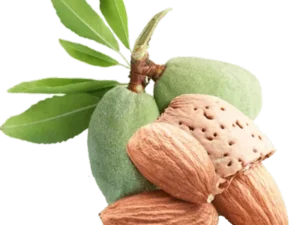 خرید نهال بادام