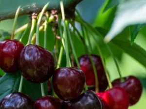 خرید نهال گیلاس رجینا +قیمت