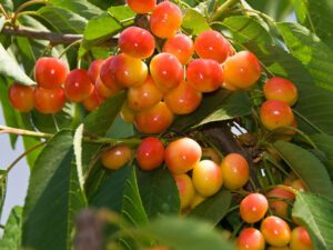 خرید نهال گیلاس صورتی لواسان