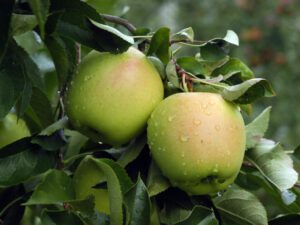 خرید نهال سیب لبنانی +قیمت