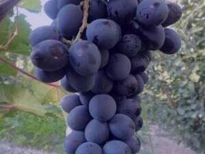 خرید نهال انگور ترکمن4 + قیمت