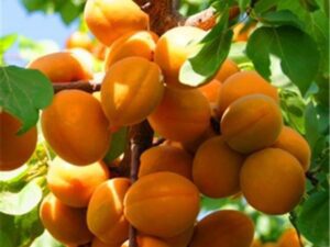 خرید نهال زردالو عسگری +قیمت