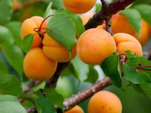 نهال برای مناطق سردسیر