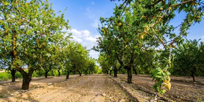 خرید نهال بادام 