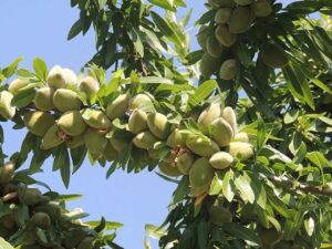 خرید نهال بادام خوشه ای +قیمت