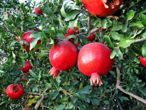 بهترین رقم انار