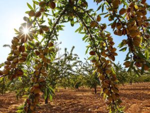 خرید نهال بادام خوشه ای +قیمت