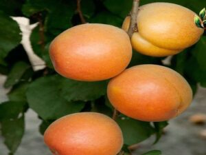 خرید نهال زردالو نادری +قیمت