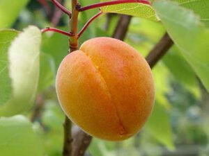 خرید نهال عمده زردآلو کرج