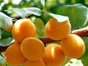 خرید نهال عمده زردآلو کرج