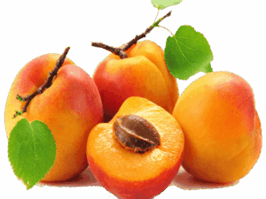 خرید نهال زردالو عسگری +قیمت