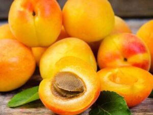 خرید نهال زردالو نصیری +قیمت