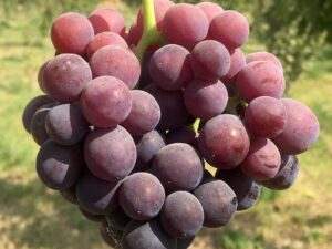 خرید نهال انگور فلیم سیدلس +قیمت