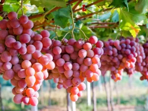 صفر تا صد کاشت درخت انگور