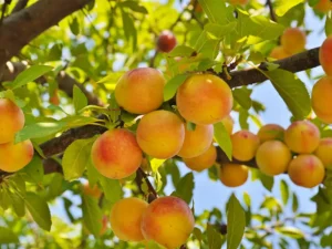 نهال برای مناطق سردسیر