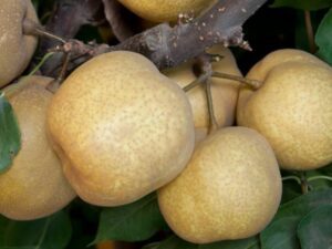 خرید نهال گلابی سیبری +قیمت