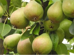 خرید نهال گلابی ویلیام +قیمت