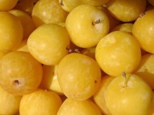 خرید نهال الو زرد اراک+قیمت