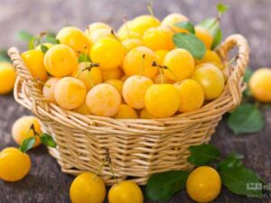 خرید نهال عمده قطره طلا