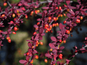درخت زرشک در چه مناطقی رشد می‌کند