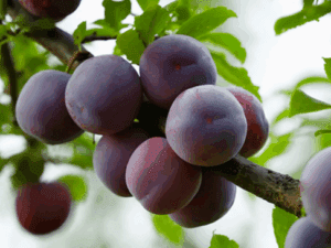 باردهی درخت الو شابلون