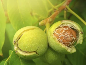 خرید نهال گردو کانادایی و قیمت ان