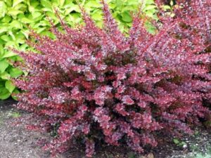 خرید عمده زرشک زینتی