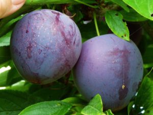 فروش عمده نهال الو شابلون