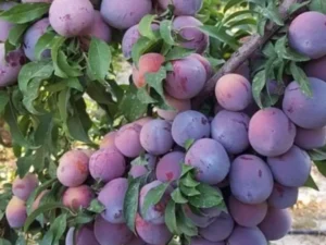 خرید نهال آلو اختری + قیمت