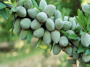 خرید نهال عمده بادام کرج