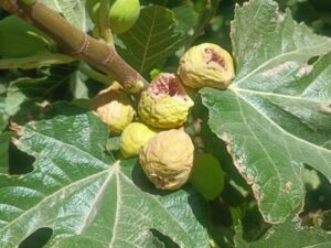 خرید نهال انجیر استهبان + قیمت