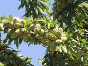 خرید نهال بادام تونو +قیمت