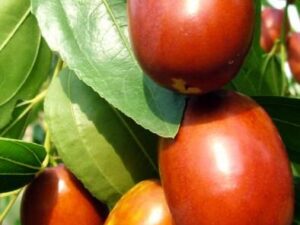 خرید نهال عناب اکراینی و قیمت