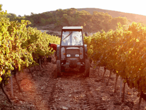 کوددهی نهال انگور