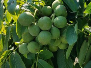 خرید نهال گردو ژنوتیپ 7 و قیمت