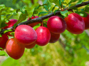 الو سانتروزا