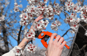 درختانی که نباید هرس کرد