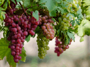 خرید نهال عمده انگور