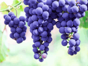 انواع انگور