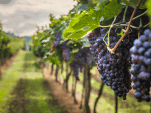 خرید نهال عمده انگور