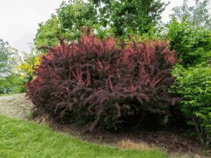 خرید نهال عمده زرشک زینتی