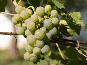 خرید انگور اتوم کینگ