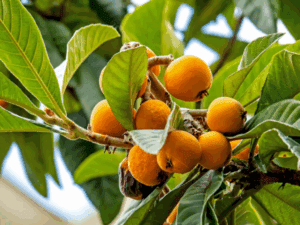 خرید نهال عمده ازگیل