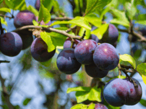 فروش عمده نهال شابلون