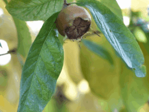 نهال ازگیل ایرانی