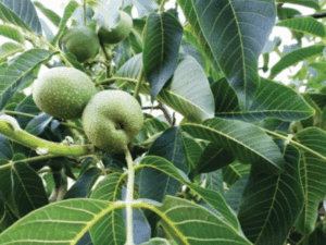 کدام نهال گردو بهتر است