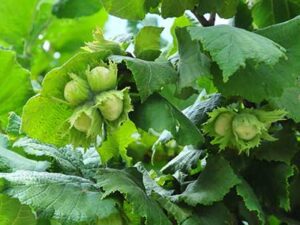 خریده عمده نهال فندق