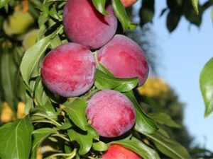 خرید نهال آلو سانتروزا +قیمت