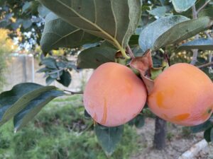 درخت خرمالو